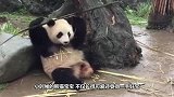 熊猫宝宝叼着扫把爬树，奶妈发现连忙制止：我滴个乖乖