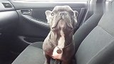 斗牛犬仰头看着主人，小眼神满是委屈，怎么了
