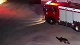 消防员出警小狗来护送