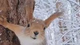 雪地里的小精灵，山间树下的觅食小松鼠被发现
