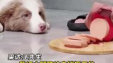 边牧趁铲屎官不备偷火腿肠，八百个心眼子用来骗吃骗喝