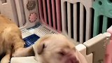 你这是什么时候怀的啊，还不好意思了