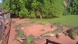 鳄鱼因争风吃醋，打架断了上颚，这下成了正儿八经的“废鱼”！