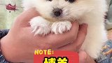 这种情况要是能保健康的话，对于懒得去犬舍的朋友还是比较合适的