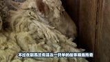 一只向往自由的羊，为不剪羊毛而逃进深山，6年后羊毛足有50斤