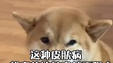 狗狗皮肤过敏怎么办
