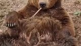 大棕熊坐在地上，啃着树枝