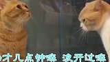 四川方言配音 喵星人：咱们要多动动嘴，尽量别动手啊
