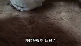 铲屎官半夜起来小奶猫不见了，结果发现被压扁了！