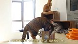 猫咪用简单粗暴的舔毛方式告诉铲屎官：本大爷不屑吃这种小零食