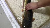 4斤鲶鱼终于要入缸啦，进去那一刻体积战胜一切，招财猫避而远之