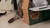 猫：兄弟快过来，这箱子里有好吃的！