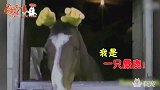 果然到了本命年，鸡都不是什么正经鸡了！