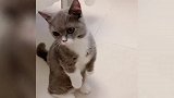 猫咪站起来的样子也太可爱了吧