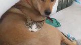 猫：还是狗哥怀里温暖呀，比家里还暖和！