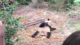熊猫：吃午饭的时候屁屁突然有点痒，好尴尬呀！