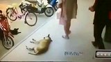 男子踢了熟睡的狗狗一脚，结果悲剧了