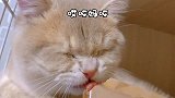 被迫营业的猫猫，吃个生骨肉还得当成猫条来喂