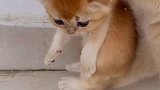 原来不是大聪明的错……