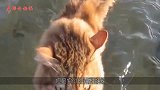 厉害了！实拍流浪猫抓鱼，动作快狠准，一巴掌下去就是一条！