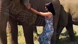 小姐姐在缅甸遇见野生大象，想要合照却没有脚蹬子，走到跟前大象竟主动配合