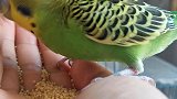 小鹦鹉终于敢上手了