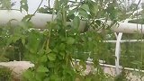 痴情歌手一首民谣《光辉岁月》唱的很动情，值得满满回忆