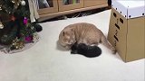 小猫闹着不睡觉，大猫放出哄娃大招，可算哄睡了