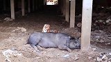 假老虎放在猪面前，猪会是什么反应？男子亲自试验