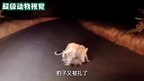 豹子狩猎豪猪，却被弄的满嘴尖刺，看着都疼