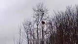 棕熊爬上18米高的大树，结果下不来了，抱着树干瑟瑟发抖！