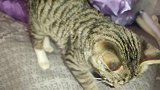 养猫的好处，夜间有猫咪陪伴玩耍