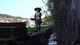 高山茭白，清湿热，解毒，催乳，美白，做成美食好吃又养颜