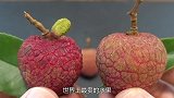 世界上最贵的水果，只有中国有棵果树，吃一口一辆豪车就没了
