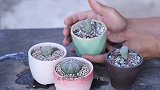 多肉石生花怕高温？谨记这几点，安全度夏，不腐烂