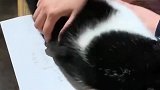 猫：铲屎的你小心点，我都快掉地上去了！