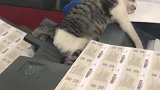 要打工的猫就是不一样