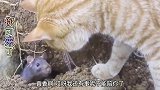 猫哥你可算来了，我都想你了
