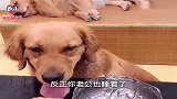 隔壁老王来电话要去撩妹，金毛皮蛋：这种好事为啥不叫我呢？真逗