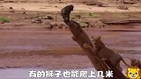 这群狒狒也不怎么把狮子惹怒了，一场袭击，简直就是屠杀