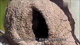 男子历时一个月,拍下鸟儿筑巢全过程,不愧是自然界的建筑大师