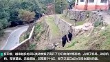 中印边境猴子泛滥警察假扮棕熊吓跑猴群 专家却这样说