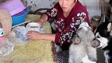 姥姥把二哈当苦力，不干活就不给吃的，瞧把二哈给气的又吵起来了
