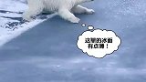 北极熊如何通过薄冰，是时候展现真正技术了
