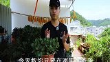 三伏天的长寿花，各种烦恼和病害都来了，2分钟教你应对
