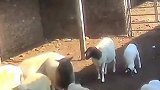 两头公羊刚被关在一个圈里，寻思它俩较量一下没想到