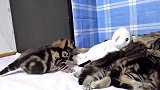 在小床上玩耍的猫咪们,这么多只小可爱,你想养哪一只呢