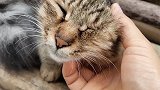 老猫也会失算，猫妈妈这是受伤了还是生病了还是被蜜蜂扎了