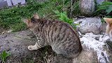 农村橘猫和狸花猫在愉快地玩耍，无忧无虑自由自在