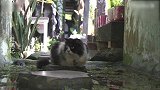 猫咪：我喝水好看吗？一直拍，烦死了！